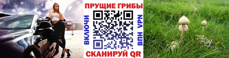 Псилоцибиновые грибы мицелий  Называевск 